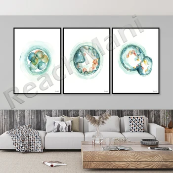 Акварельный принт эмбриона - Рисунки для репродукции и ЭКО - Рисунки для кабинета врача OBGYN - Искусство анатомии