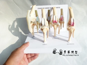 модель скелета коленного сустава собаки, стадии выявления остеоартрита у собак mdoel